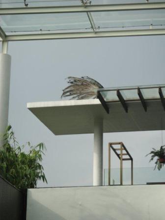 アマラサンクチュアリの孔雀